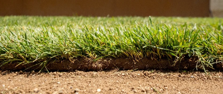 Dirt with a newly installed sod piece.