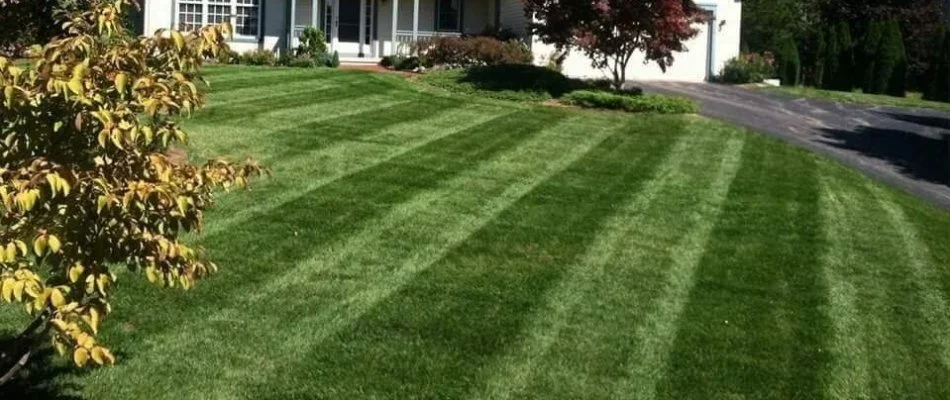 Freshly mowed grass in Norwich, CT.
