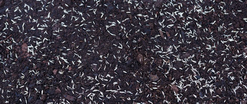 Grass seeds planted on soil in Groton, CT.