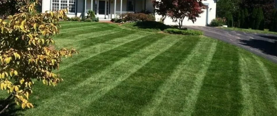 Mowed grass with plants in Willimantic, CT.