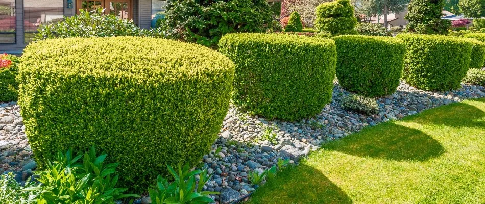 Neatly trimmed shrubs on a landscape in Groton, CT.
