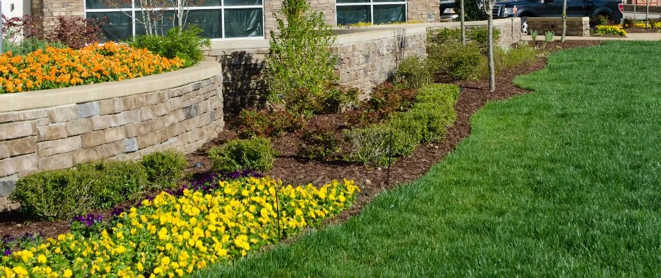 Plants on a mulched landscape bed in Meriden, CT.
