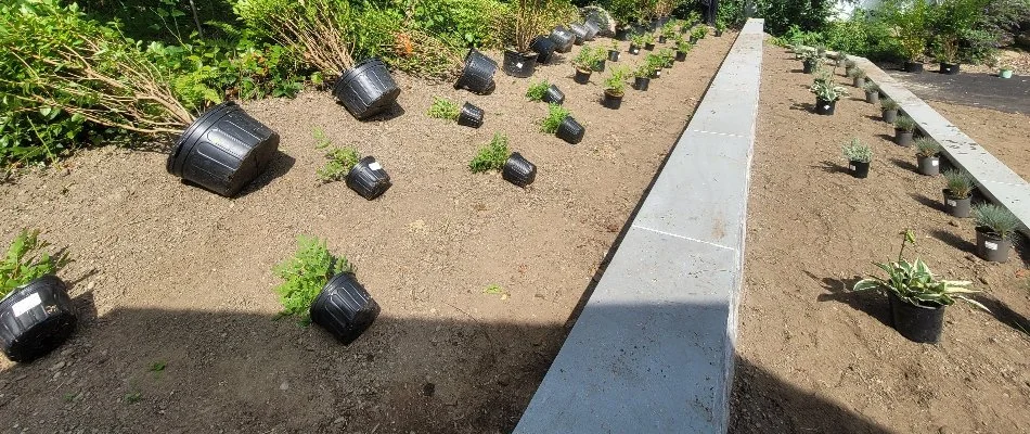 Potted plants in dirt ready to plant in Groton, CT.