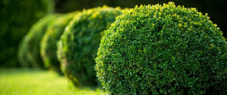 Trimmed shrubs in Niantic, CT.