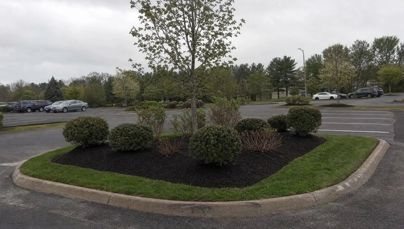 Maintained landscape island in a Connecticut commercial parking lot after a service visit.