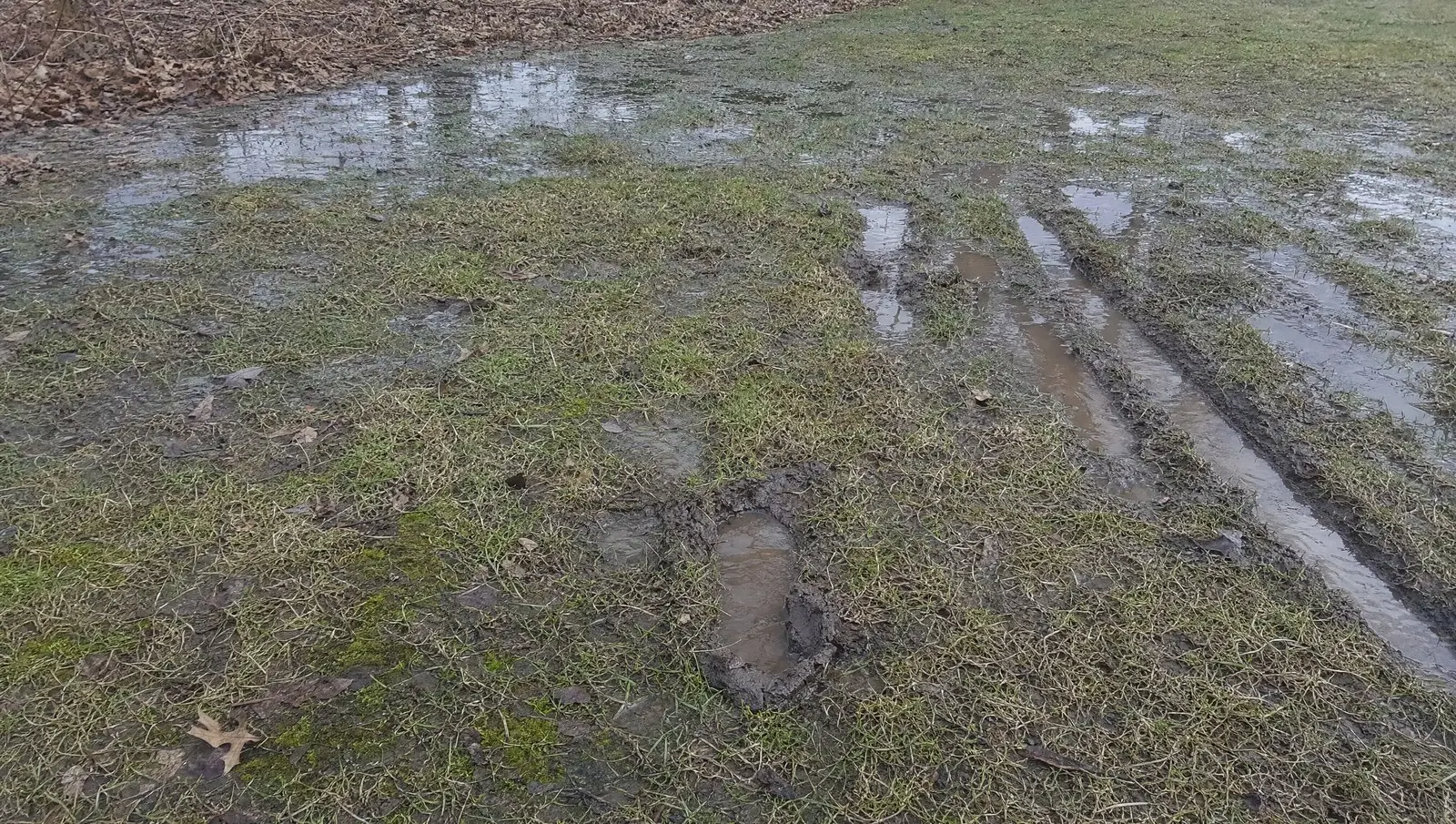 Waterlogged Connecticut lawn with moss, mower ruts and a boot print filling with water.