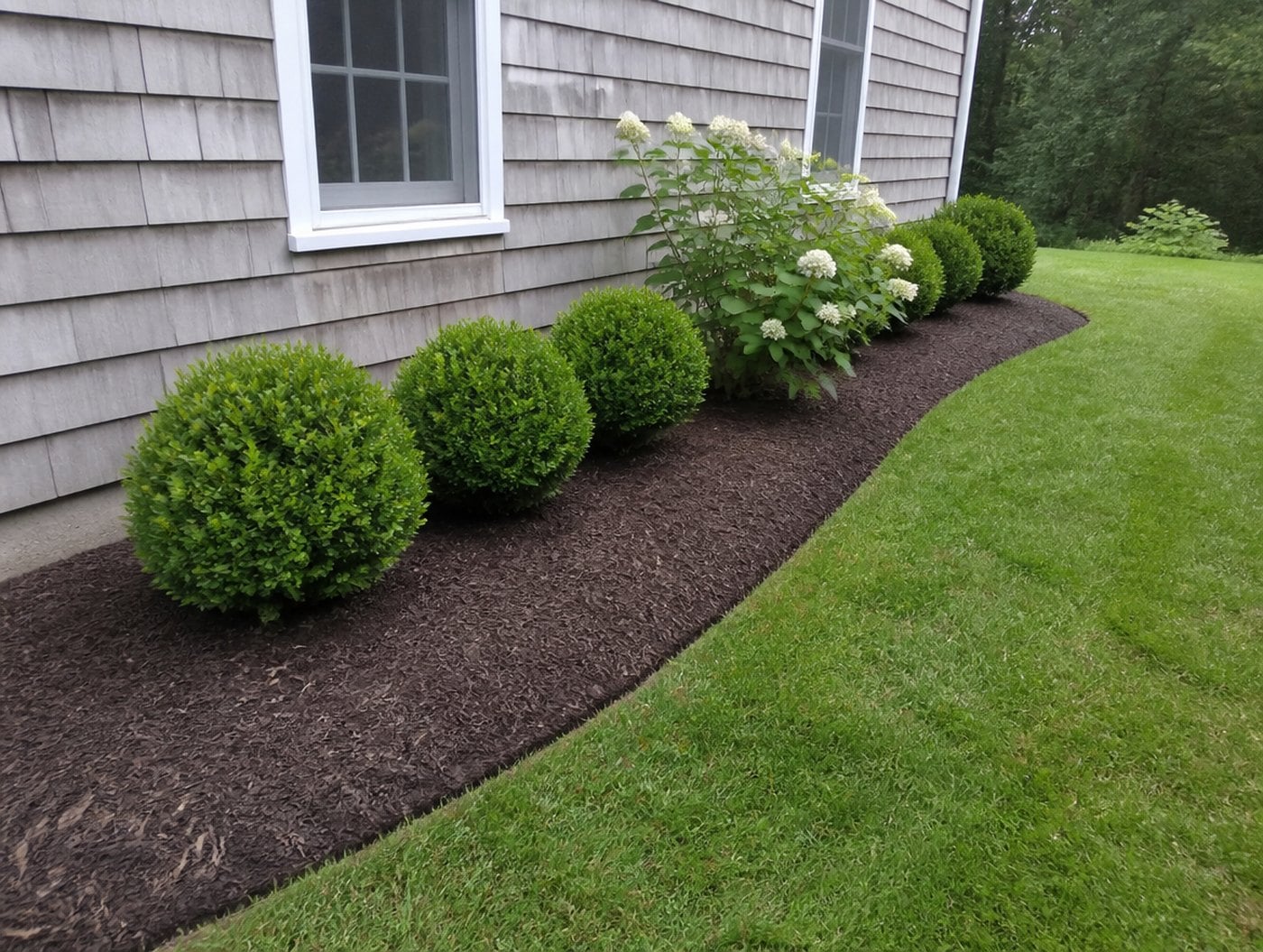 Weeded and mulched foundation bed with a hand cut spade edge