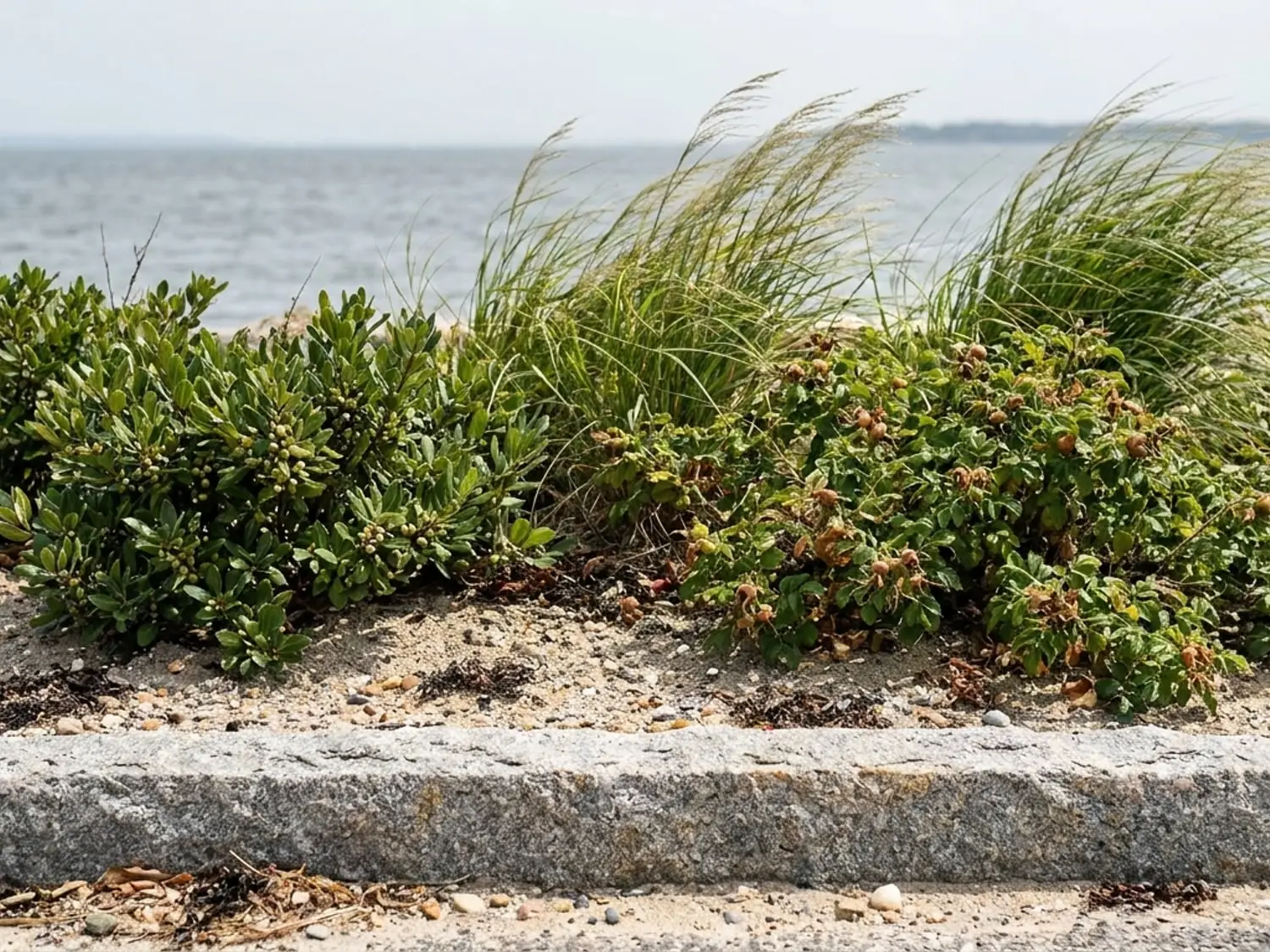 Salt tolerant bayberry and switchgrass behind a granite curb in Groton CT