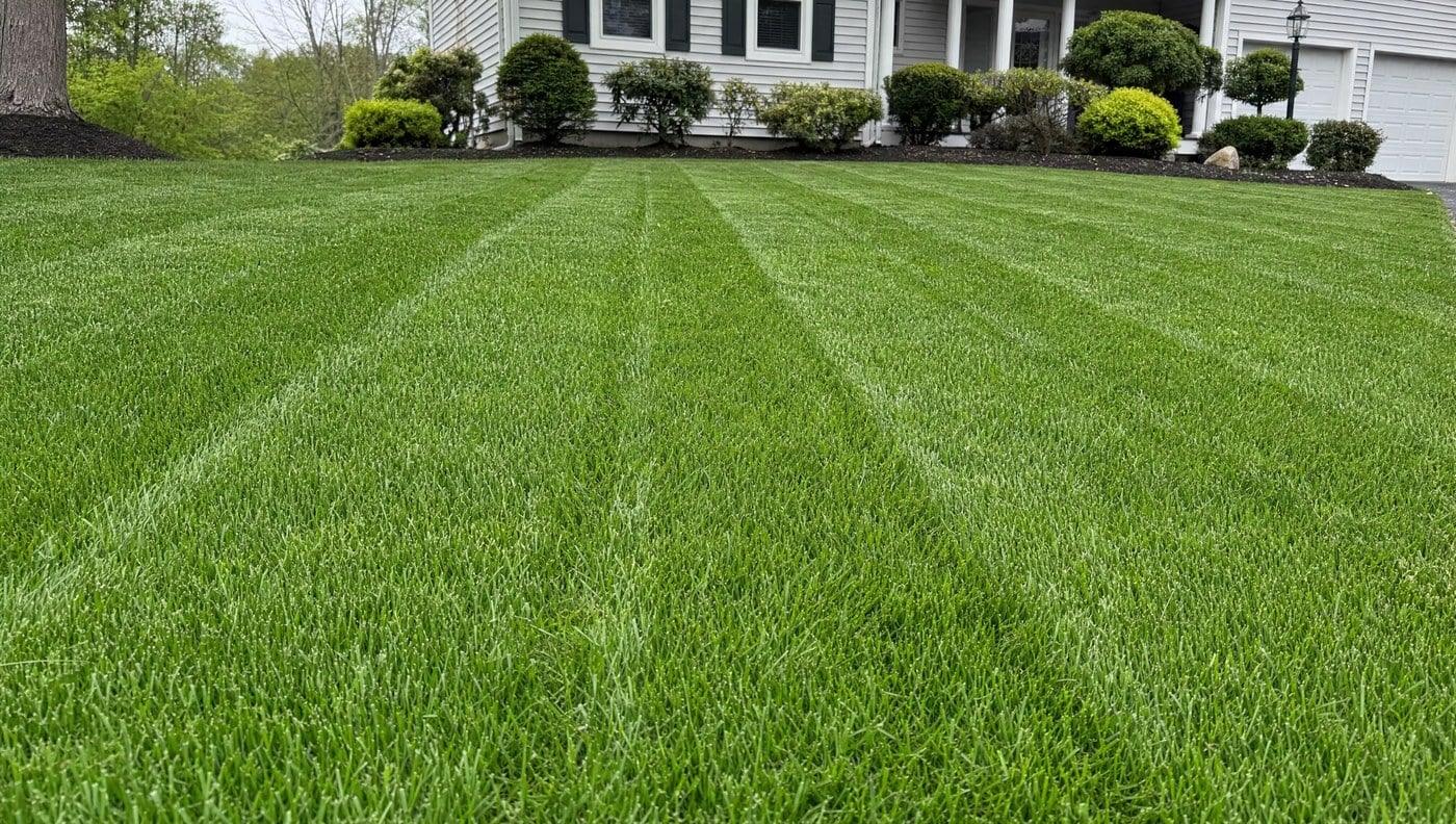Healthy summer lawn kept up by a weekly mowing service in Groton CT