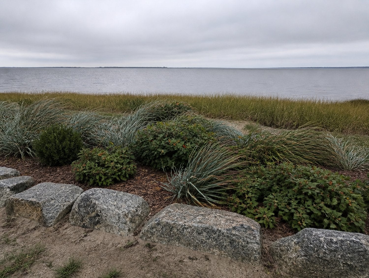 Salt tolerant plants for Mystic CT, bayberry and switchgrass on an exposed shoreline bed