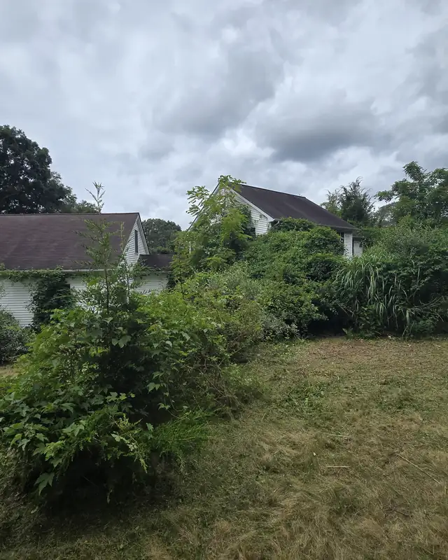 Overgrown backyard before AGSM clearing: tall brush and shrubs hiding the house