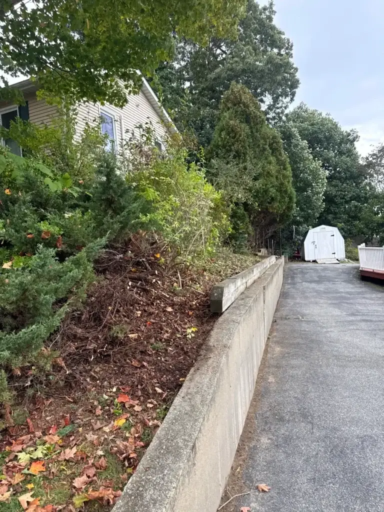 Juniper and brush cleared off a retaining wall above a driveway in Mystic, CT