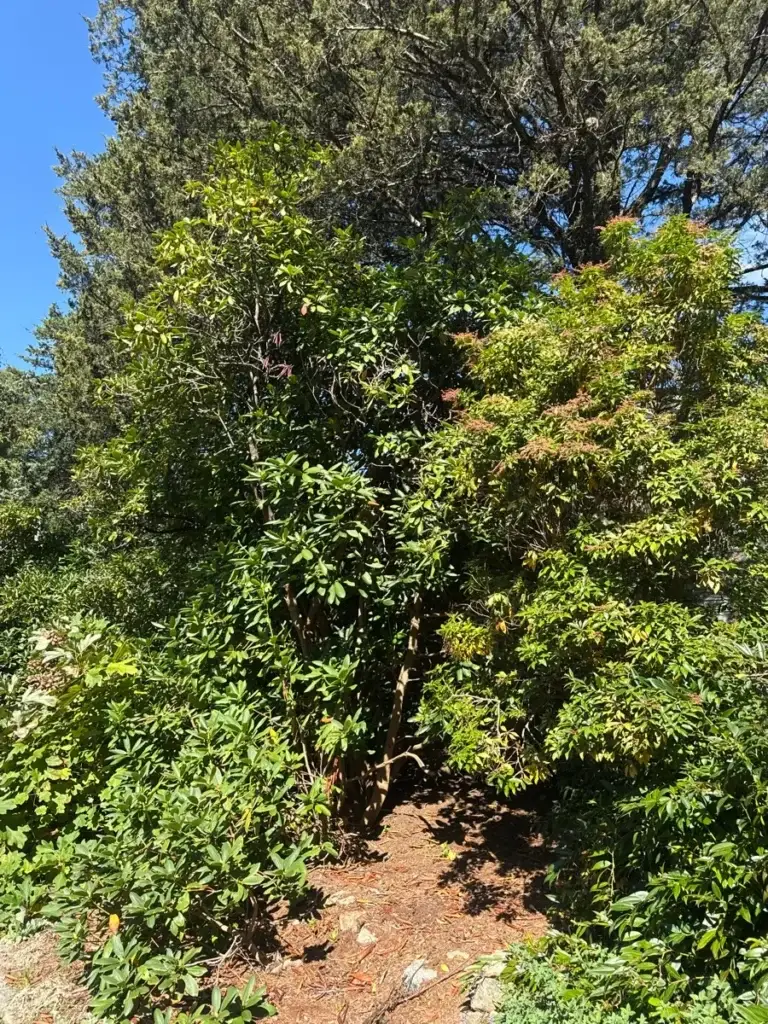 Shrub removal in Gales Ferry, CT, before: overgrown shrubs and brush taking over the yard
